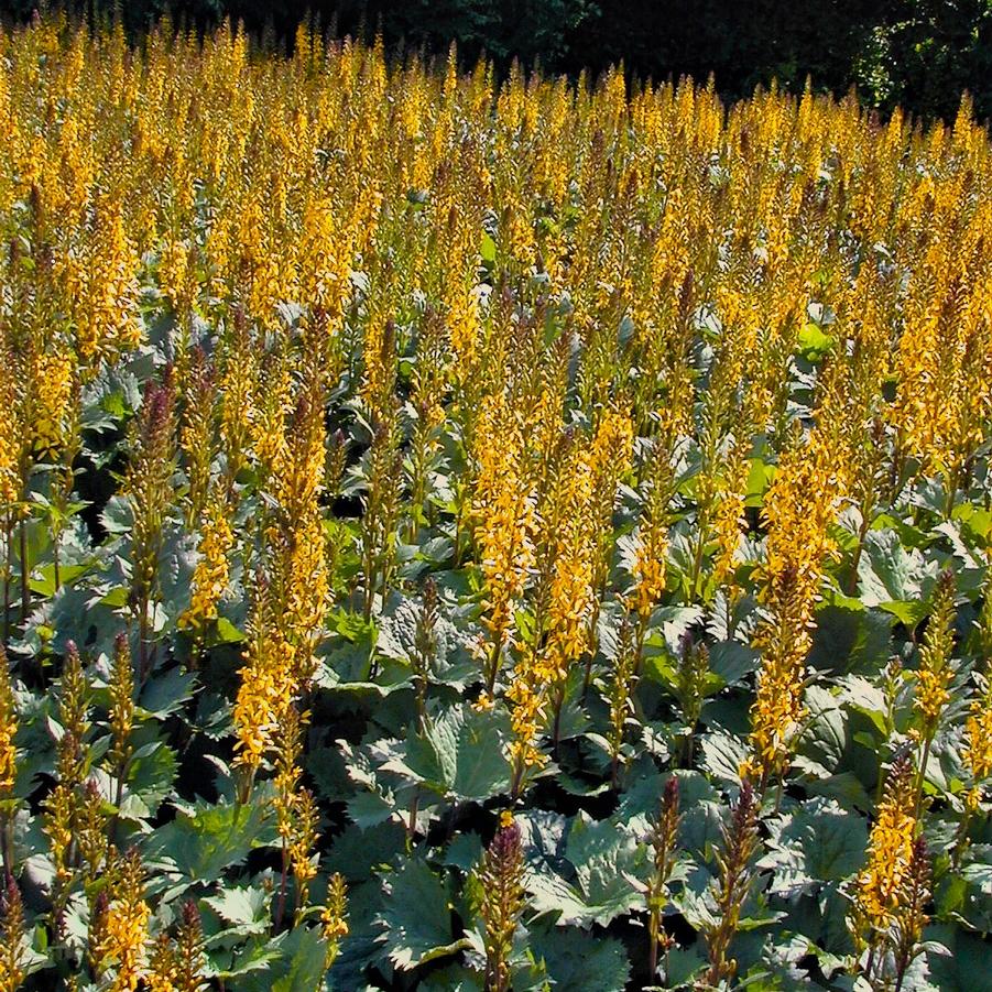 Ligularia ste. 'The Rocket' - Ligularia from Babikow Wholesale Nursery