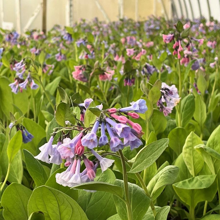 Mertensia virginica - Virginia Blue Bells from Babikow Wholesale Nursery