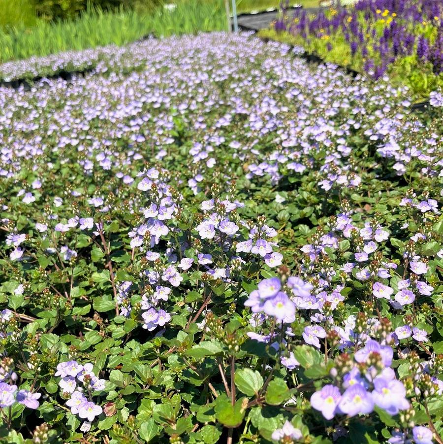 Veronica 'Waterperry Blue' - Speedwell from Babikow Wholesale Nursery
