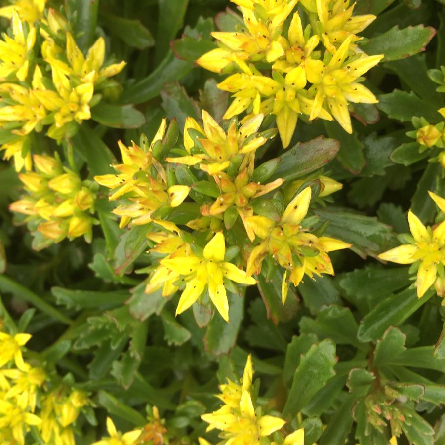 Sedum flo. 'Weihenstephaner Gold' - Stonecrop from Babikow Wholesale Nursery