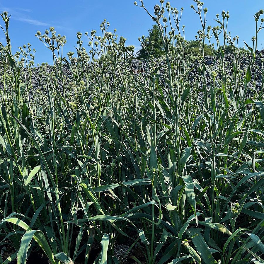 Eryngium yuccafolium - Rattlesnake Master from Babikow Wholesale Nursery