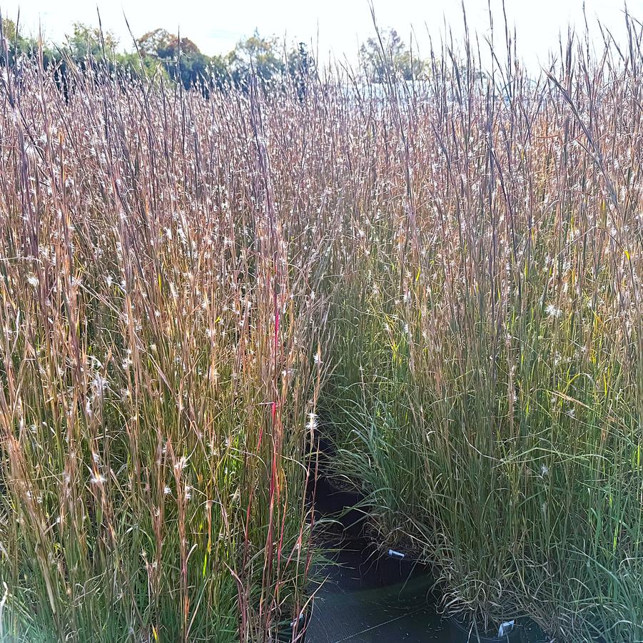Andropogon virginicus - Broom Sedge from Babikow Wholesale Nursery