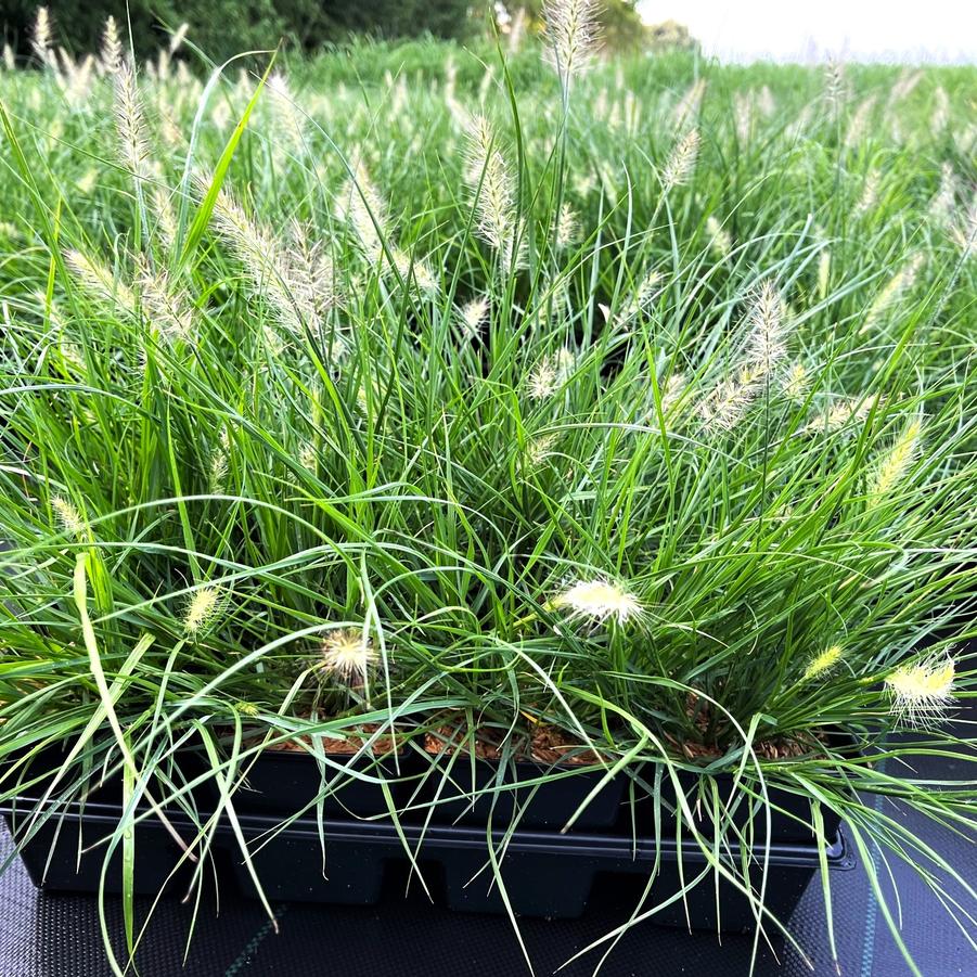 Pennisetum 'Little Bunny' - Miniature Fountain Grass from Babikow Wholesale Nursery