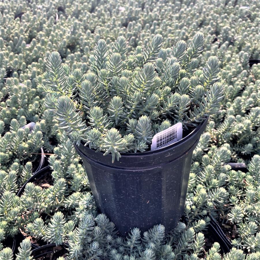 Sedum ref. 'Blue Spruce' - Stonecrop from Babikow Wholesale Nursery