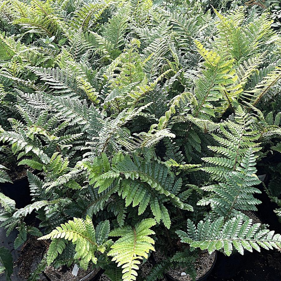 Polystichum polyblepharum - Tassel fern from Babikow Wholesale Nursery
