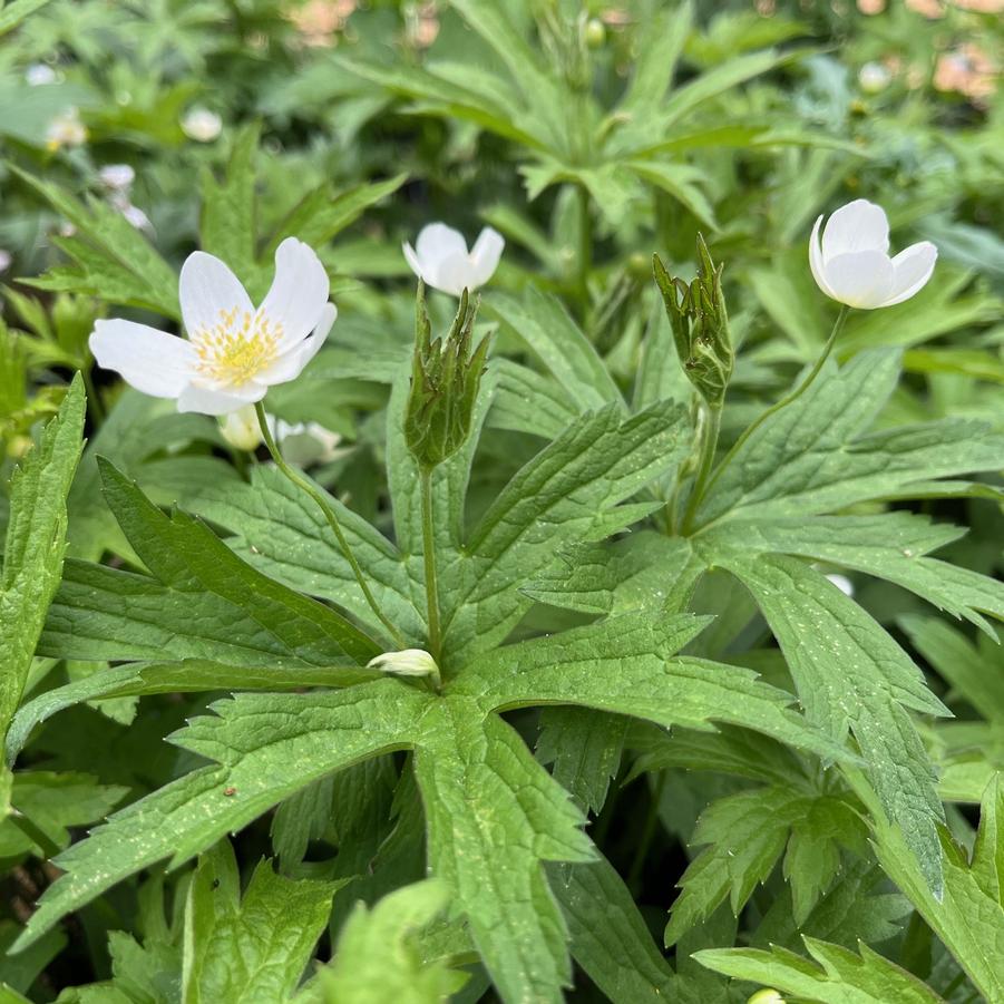 Anemone canadensis - Thimbleweed/ Meadow Anemone from Babikow Wholesale Nursery