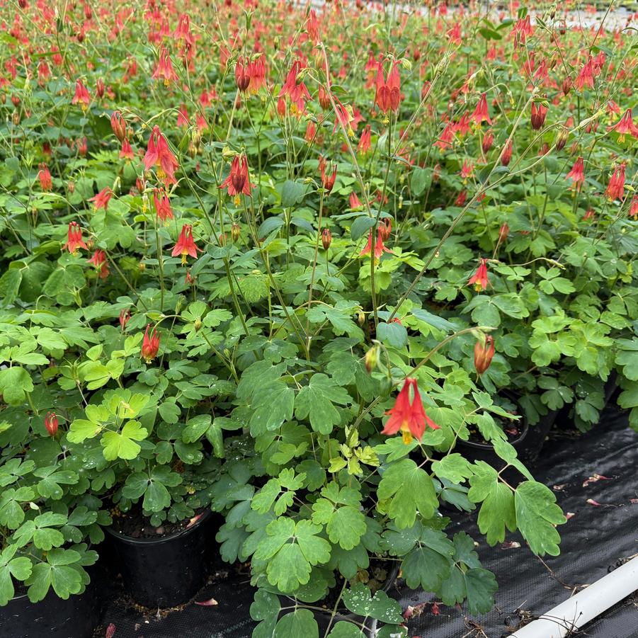Aquilegia canadensis - Wild Columbine from Babikow Wholesale Nursery