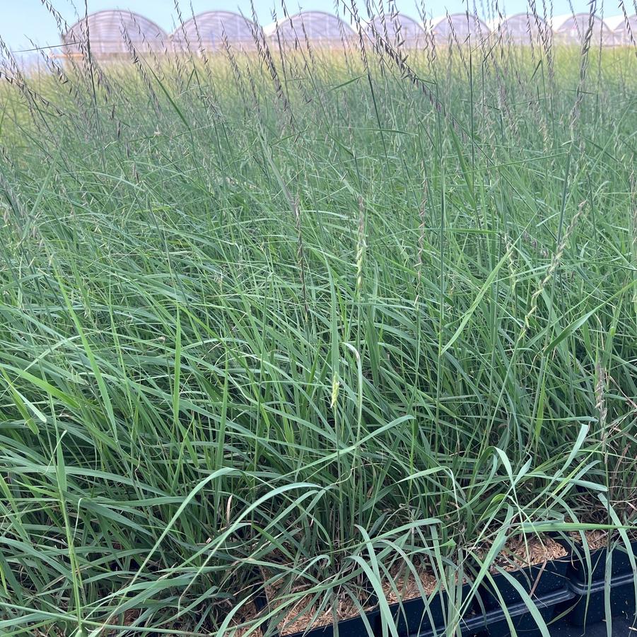 Bouteloua curtipendula - Sideoats Grama from Babikow Wholesale Nursery