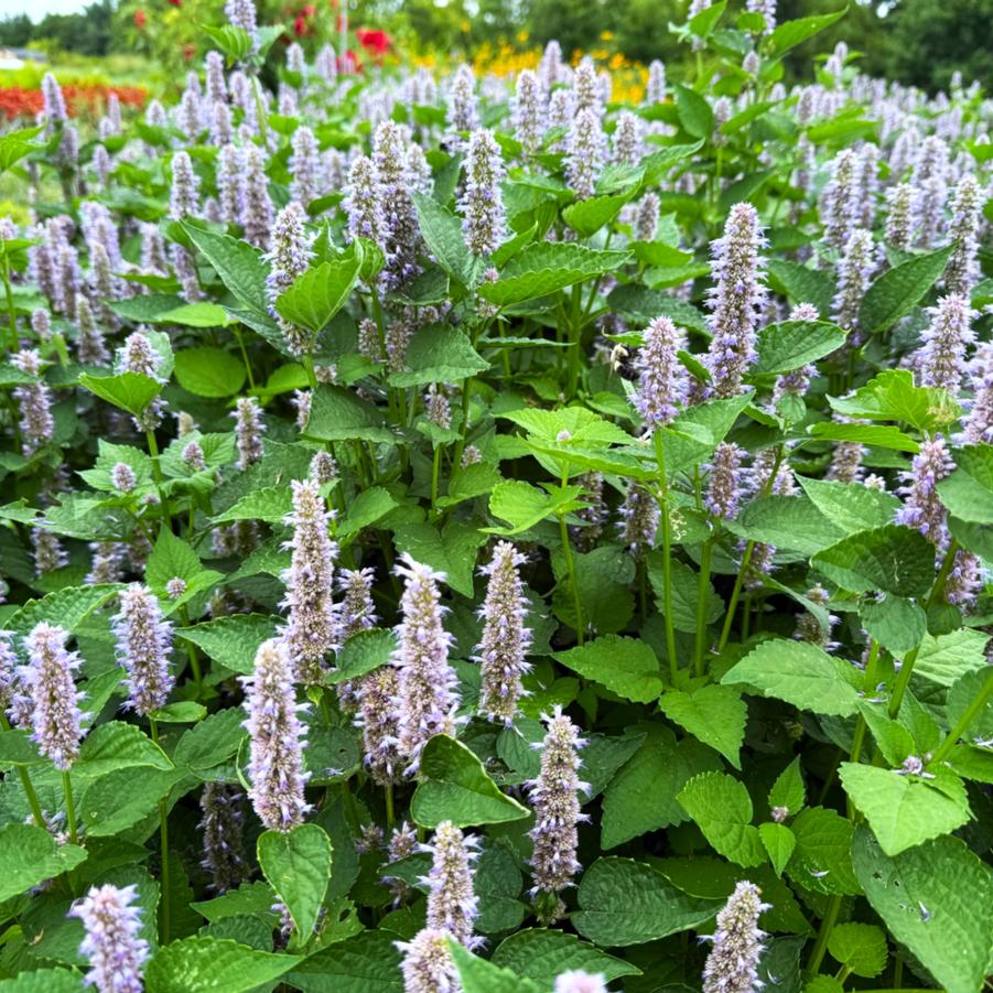 Agastache foeniculum - Blue Giant Hyssop from Babikow Wholesale Nursery