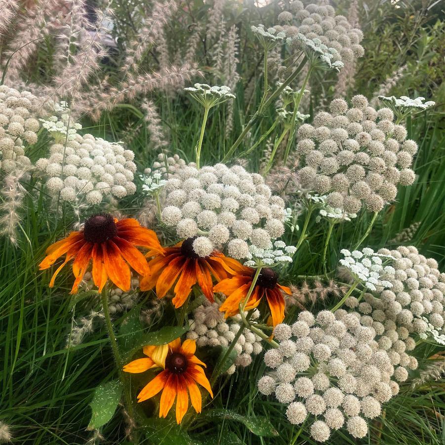 Seseli gummiferum - Moon Carrot from Babikow Wholesale Nursery