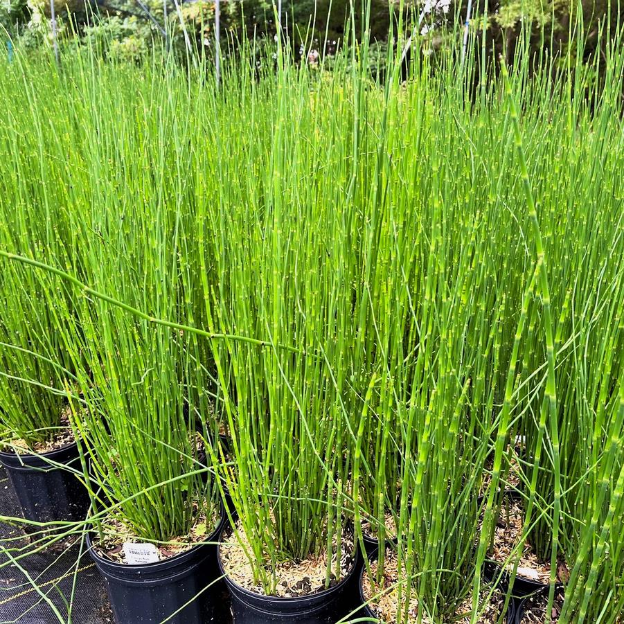 Equisetum hyemale - Scouring Rush from Babikow Wholesale Nursery