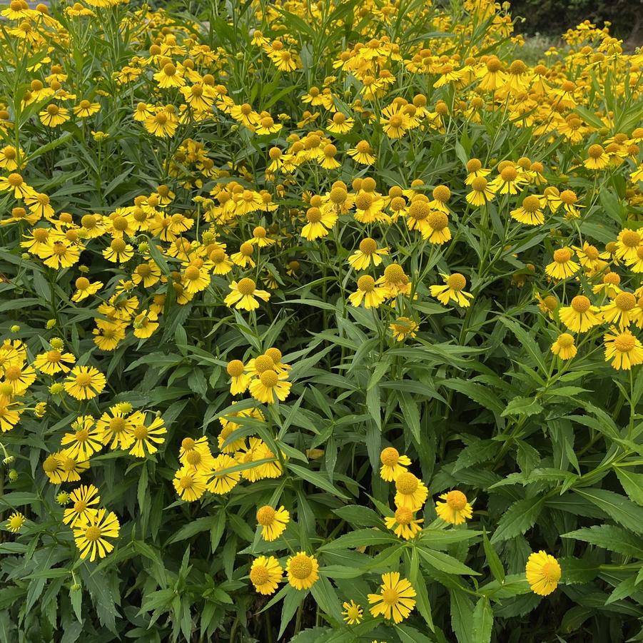 Helenium 'Helena Gold' - from Babikow Wholesale Nursery