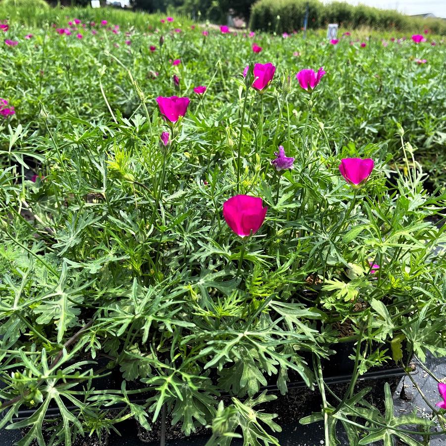 Callirhoe involucrata - Wine Cups from Babikow Wholesale Nursery