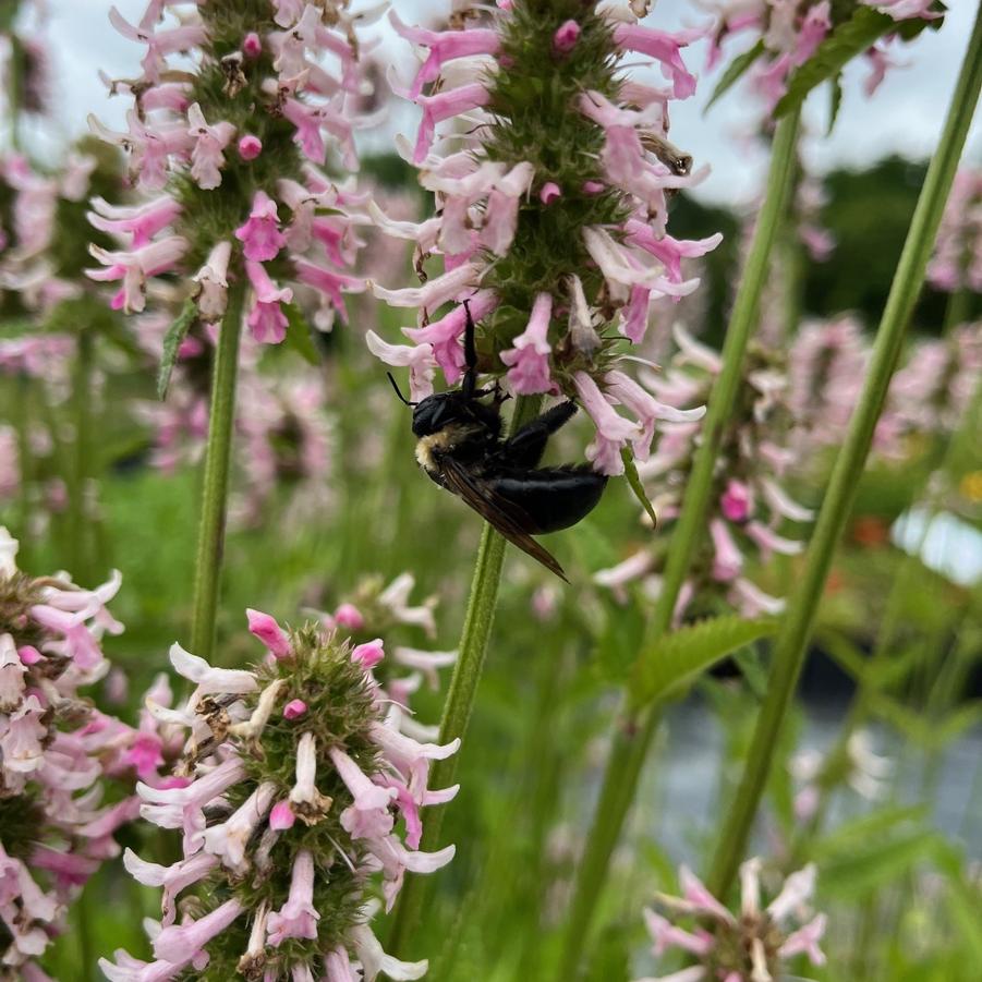 Stachys x 'Summer Crush' - Summer Crush Betony from Babikow Wholesale Nursery