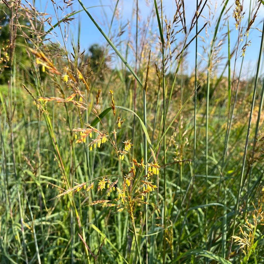 Sorghastrum nut. 'Golden Sunset' - Golden Prairie Grass from Babikow Wholesale Nursery