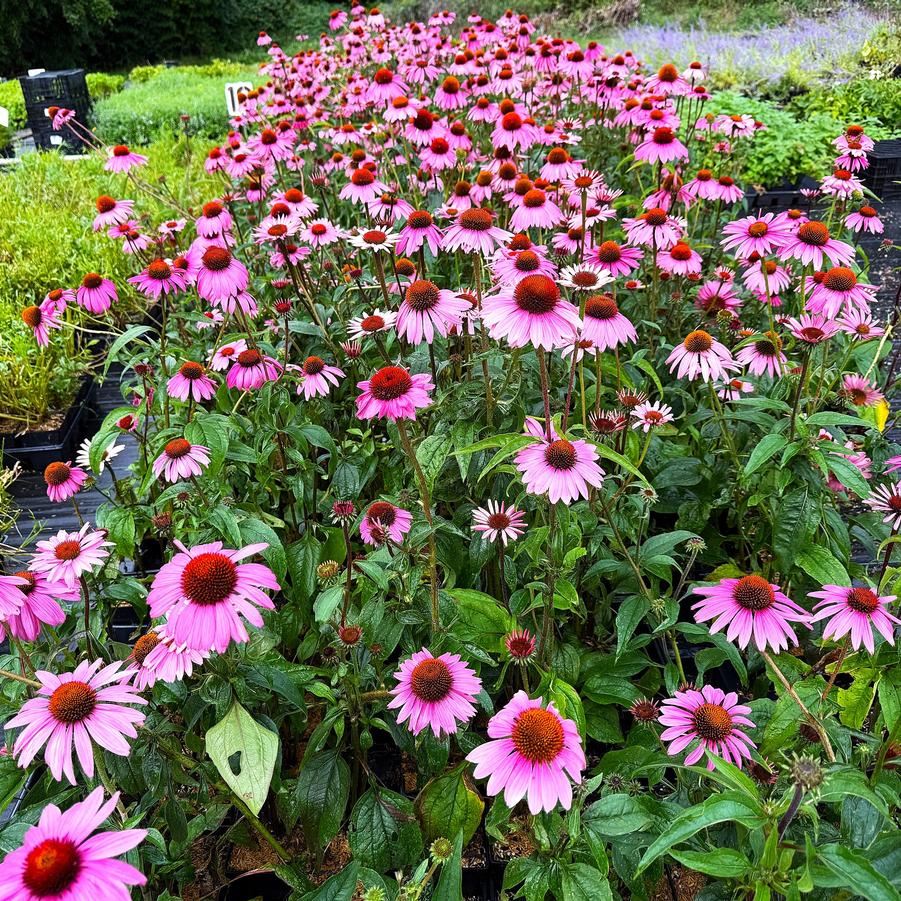 Echinacea 'Prima Donna Deep Rose' - from Babikow Wholesale Nursery