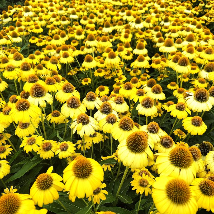 Echinacea Sombrero® 'Sombrero Lemon Yellow Imp.' - from Babikow Wholesale Nursery