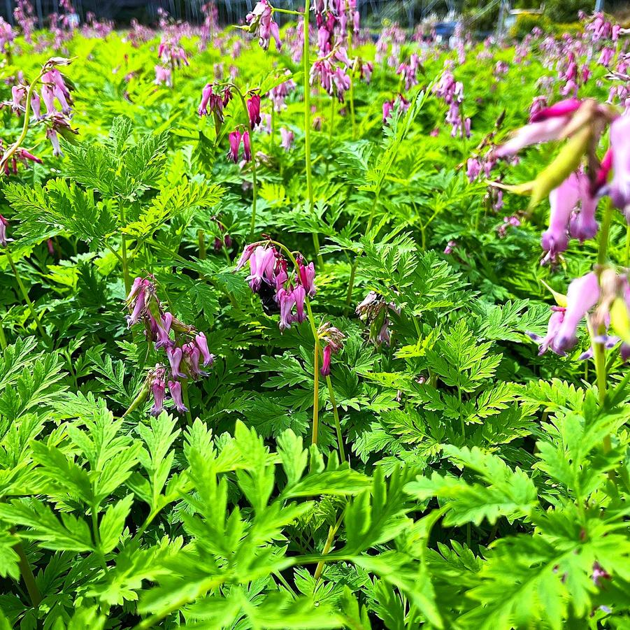 Dicentra eximia - Wild Bleeding Heart from Babikow Wholesale Nursery