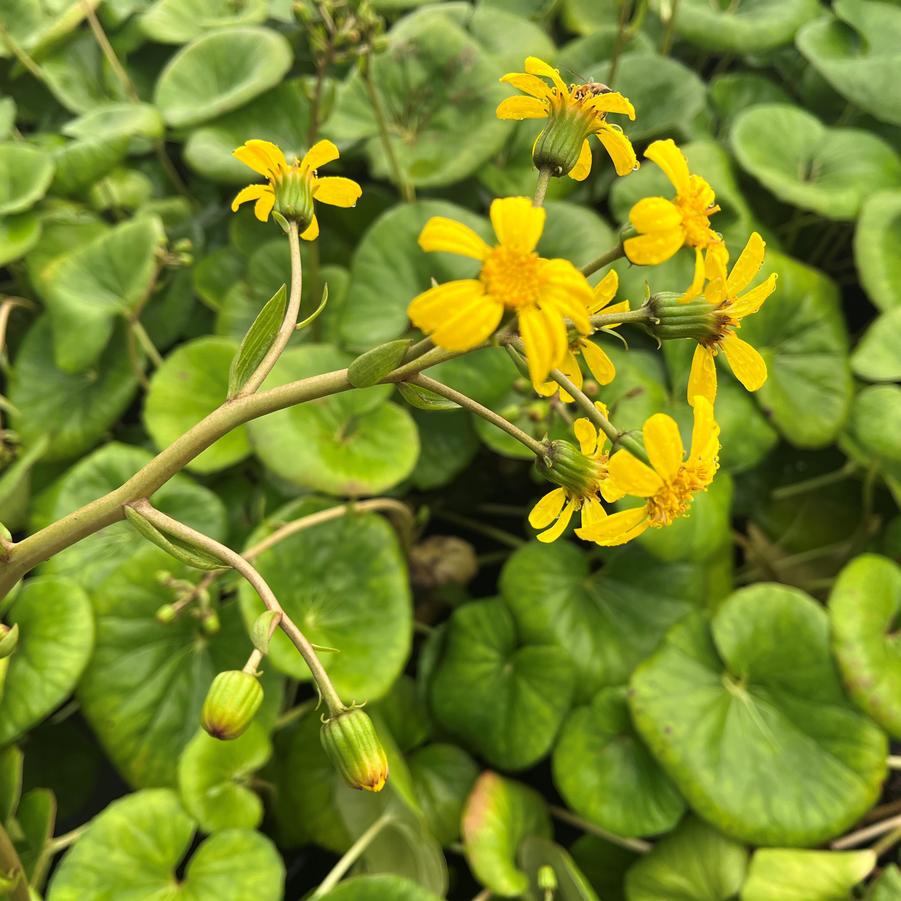 Farfugium 'Giganteum' - Giant Leopard Plant from Babikow Wholesale Nursery