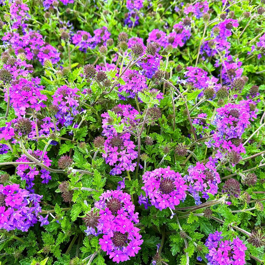 Verbena can. 'Homestead Purple' - Canadian Vervain from Babikow Wholesale Nursery