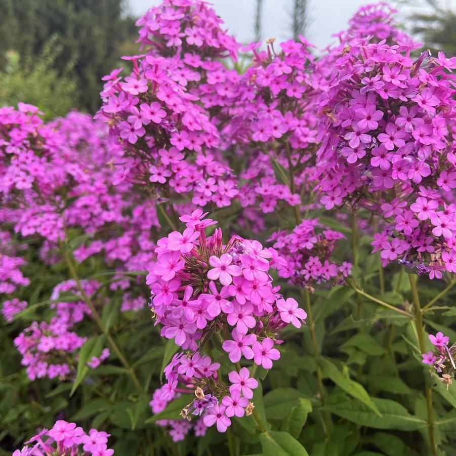 Phlox pan. 'Jeana' - Summer Phlox from Babikow Wholesale Nursery