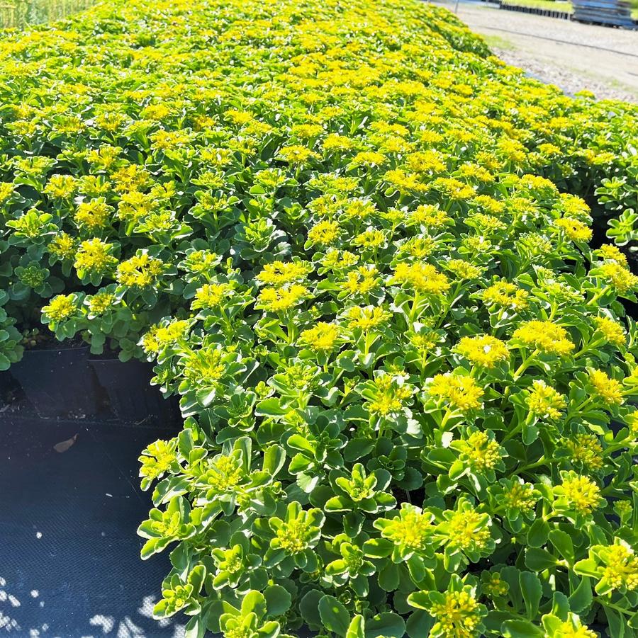 Sedum kamtschaticum - Stonecrop from Babikow Wholesale Nursery