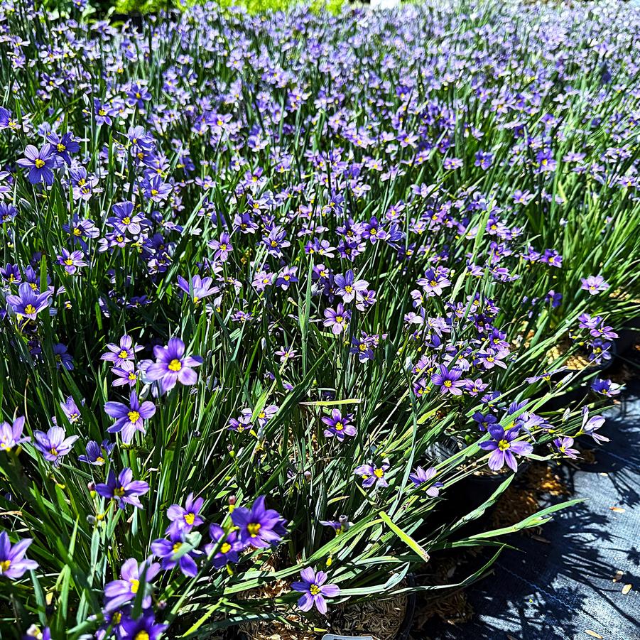 Sisyrinchium ang. 'Lucerne' - Blue Eyed Grass from Babikow Wholesale Nursery