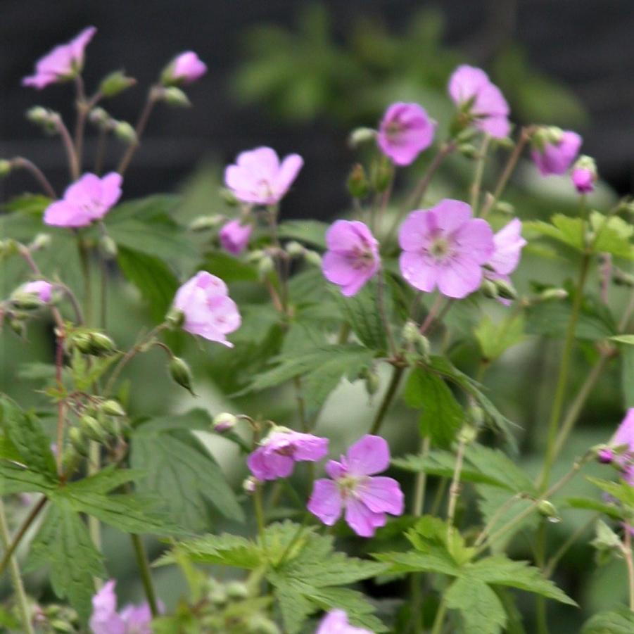 Geranium maculatum - Wild Geranium from Babikow Wholesale Nursery