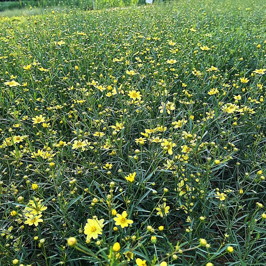 Coreopsis ver. 'Moonbeam' - Tickseed from Babikow Wholesale Nursery