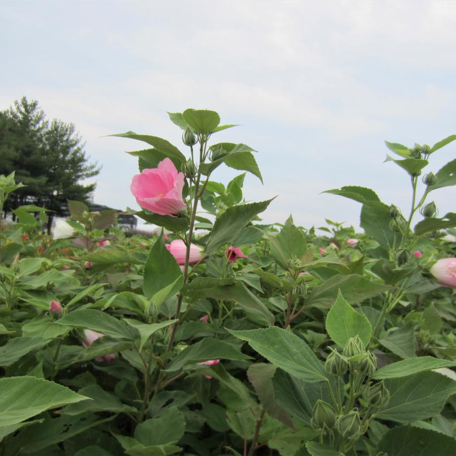 Hibiscus moscheutos - Eastern Rose Mallow from Babikow Wholesale Nursery