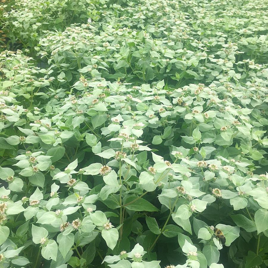 Pycnanthemum muticum - Mountain Mint from Babikow Wholesale Nursery