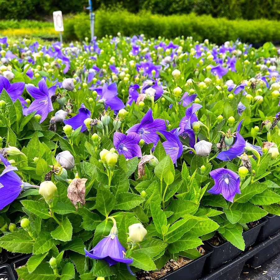 Platycodon 'Sentimental Blue' - Balloon Flower from Babikow Wholesale Nursery
