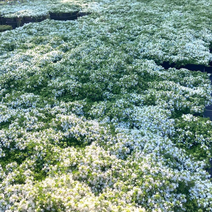 Thymus ser. 'Albus' - White Thyme from Babikow Wholesale Nursery