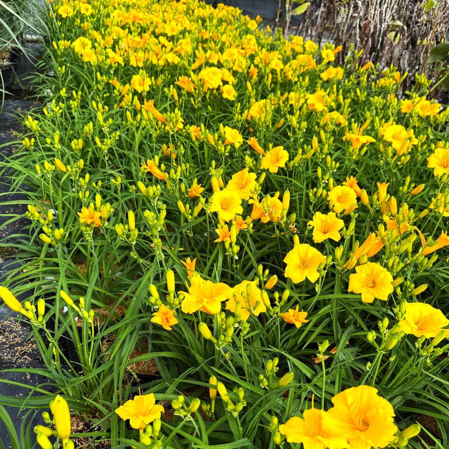 Hemerocallis 'Stella de Oro' - Daylily from Babikow Wholesale Nursery