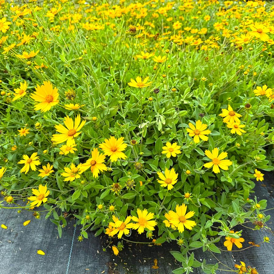 Coreopsis pub. 'Sunshine Superman' - Tickseed from Babikow Wholesale Nursery