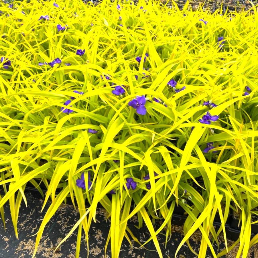 Tradescantia 'Sweet Kate' - Spiderwort from Babikow Wholesale Nursery