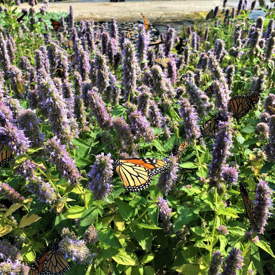 Agastache 'Blue Fortune' - Hyssop from Babikow Wholesale Nursery