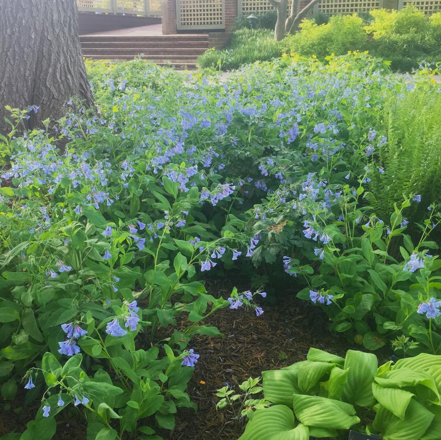 Mertensia virginica - Virginia Blue Bells from Babikow Wholesale Nursery