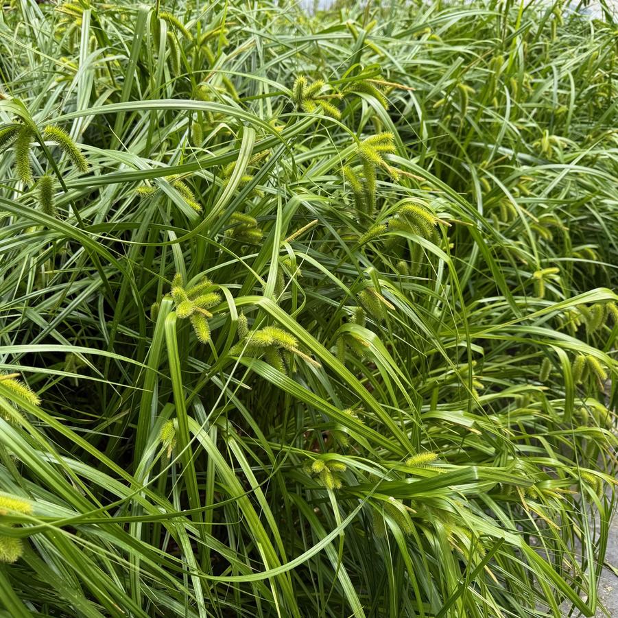 Carex comosa - Bristly Sedge from Babikow Wholesale Nursery