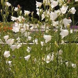 Campanula per. 'Alba' Campanula per. 'Alba'