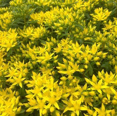 Sedum flo. Weihenstephaner Gold