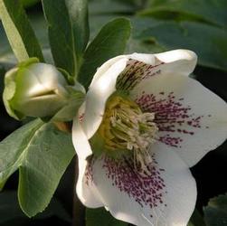 Helleborus hyb. 'White Spotted Lady' Helleborus hyb. 'White Spotted Lady'