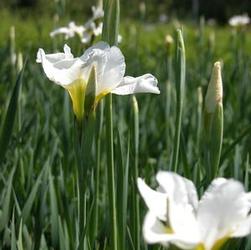 Iris sib. 'White Swirl' Iris sib. 'White Swirl'