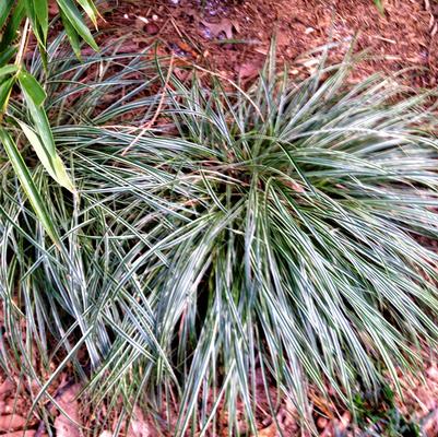 Carex conica Snowline