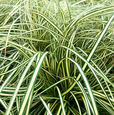 Carex osh. Evergold