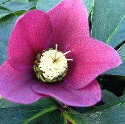 Helleborus hyb. 'Blue Metallic Lady' Helleborus hyb. 'Blue Metallic Lady'