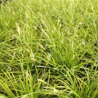 Carex Kaga Nishiki