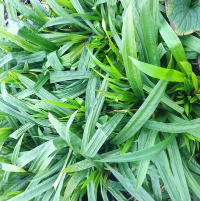 Carex plantaginea 
