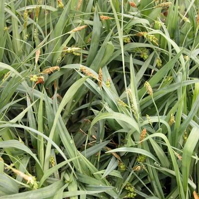 Carex platyphylla 