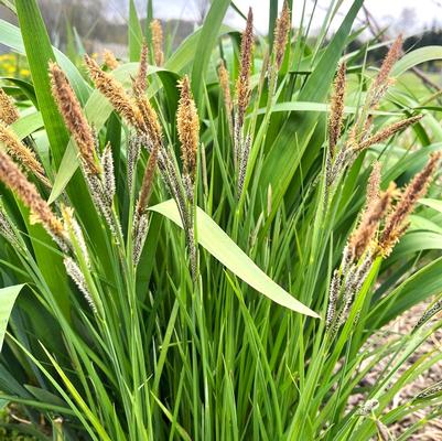 Carex stricta 